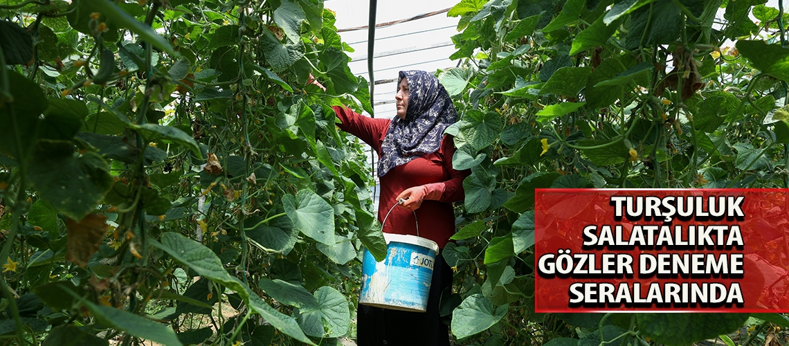 Turşuluk salatalıkta gözler deneme seralarında