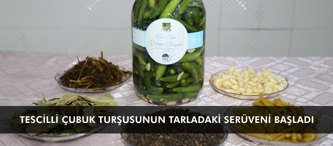 Tescilli Çubuk turşusunun tarladaki serüveni başladı