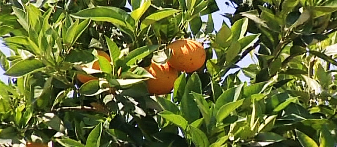 Turunçgil Yetiştiriciliği