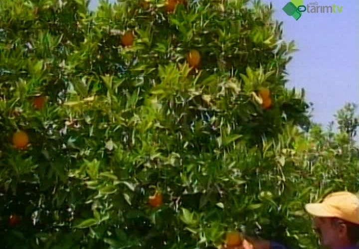 Turunçgillerde Beyaz Sinek Zararı ve Mücadelesi