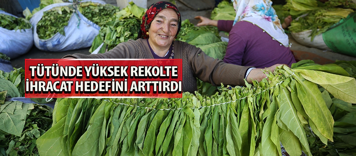 Tütünde yüksek rekolte ihracat hedefini arttırdı