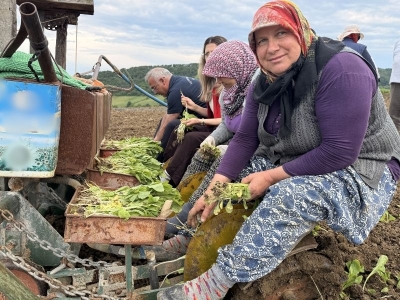 Samsun Alaçam’da tütün dikimine başlandı