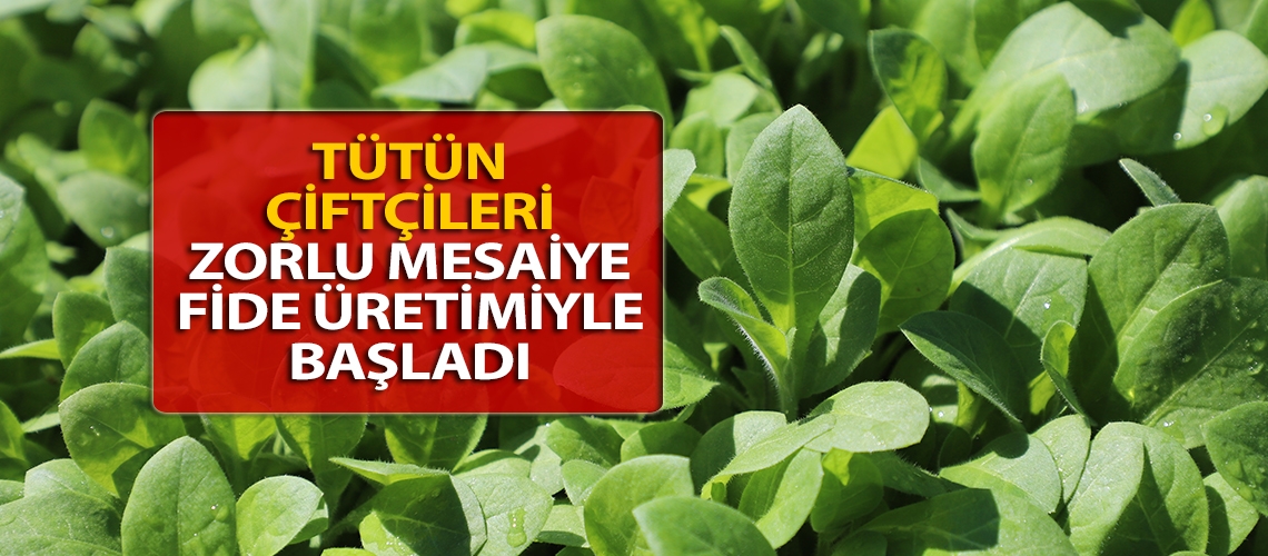 Tütün çiftçileri zorlu mesaiye fide üretimiyle başladı