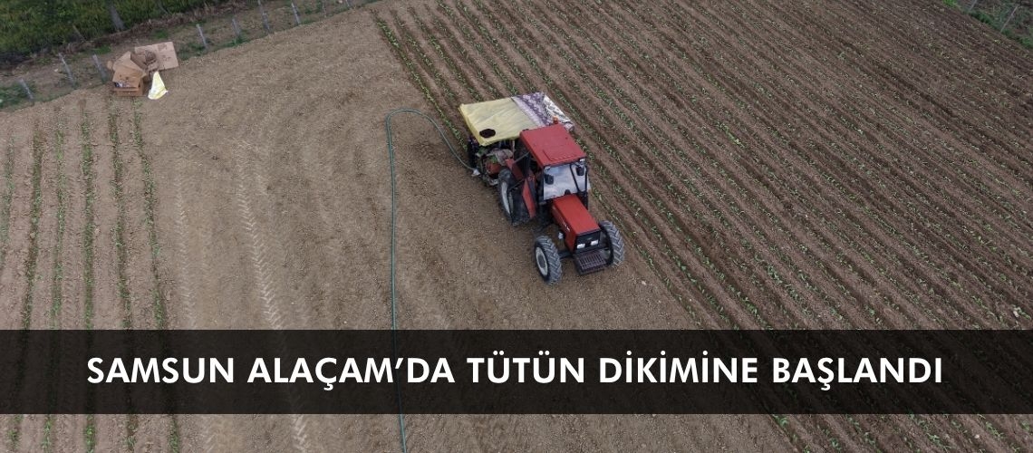 Samsun Alaçam’da tütün dikimine başlandı