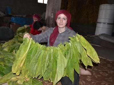 Tütünün tarladan fabrikaya yolculuğu başladı