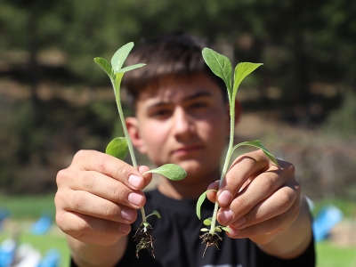 Tütün çiftçileri zorlu mesaiye fide üretimiyle başladı