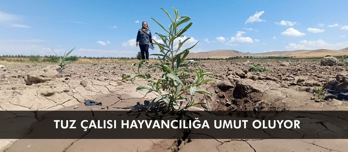 Meraları yeşillendiren tuz çalısı hayvancılığa umut oluyor