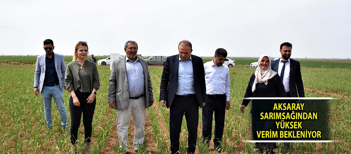 Aksaray sarımsağından yüksek verim bekleniyor