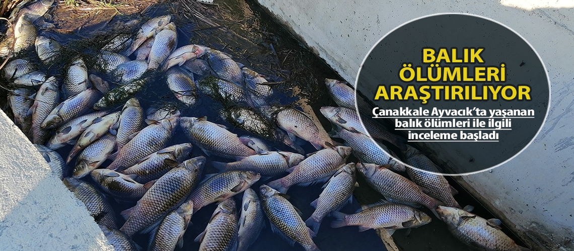 Balık ölümleri araştırılıyor
