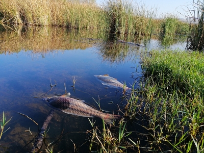 Balık ölümleri araştırılıyor