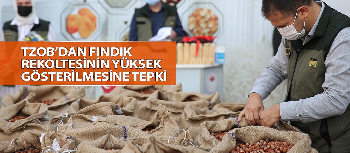 TZOB’dan fındık rekoltesinin yüksek gösterilmesine tepki