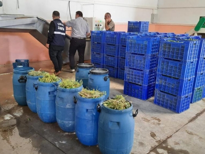 Coğrafi işaretli Çubuk turşusuna denetim