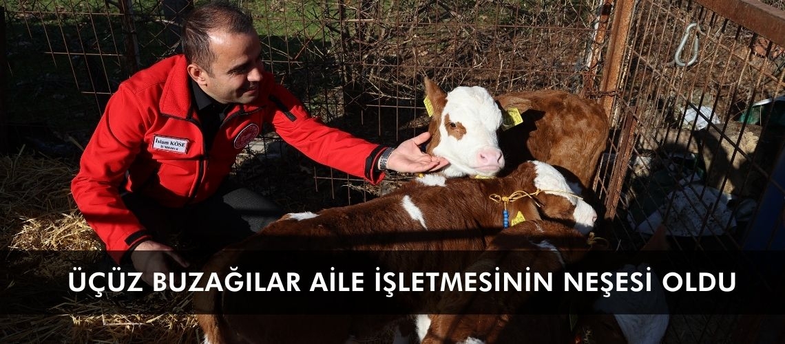 Üçüz buzağılar aile işletmesinin neşesi oldu