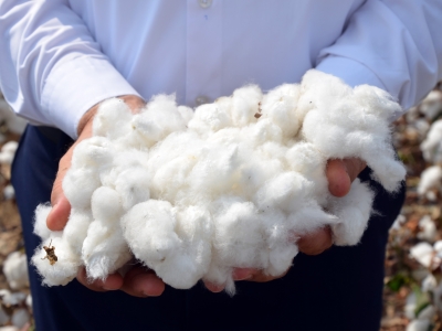 Çukurova’nın beyaz altını tekrar parlayacak