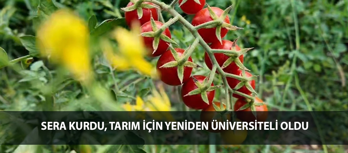 Sera kurdu, tarım için yeniden üniversiteli oldu