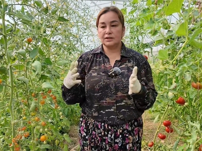 Sera kurdu, tarım için yeniden üniversiteli oldu