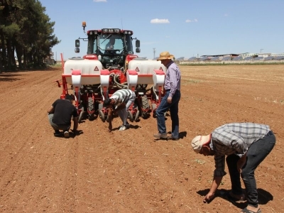 Şanlıurfa'da anıza ekim yöntemine ağırlık verildi
