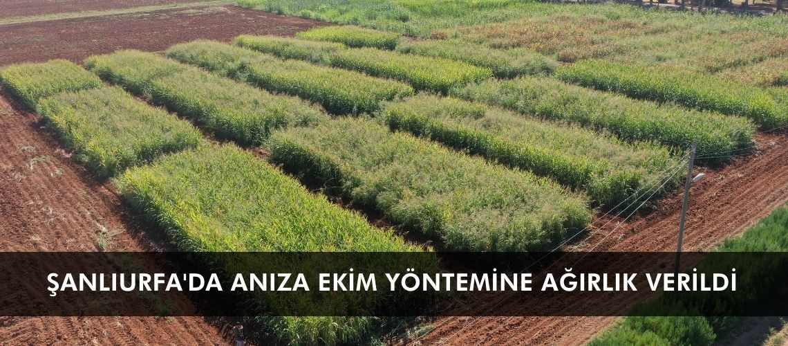 Şanlıurfa'da anıza ekim yöntemine ağırlık verildi