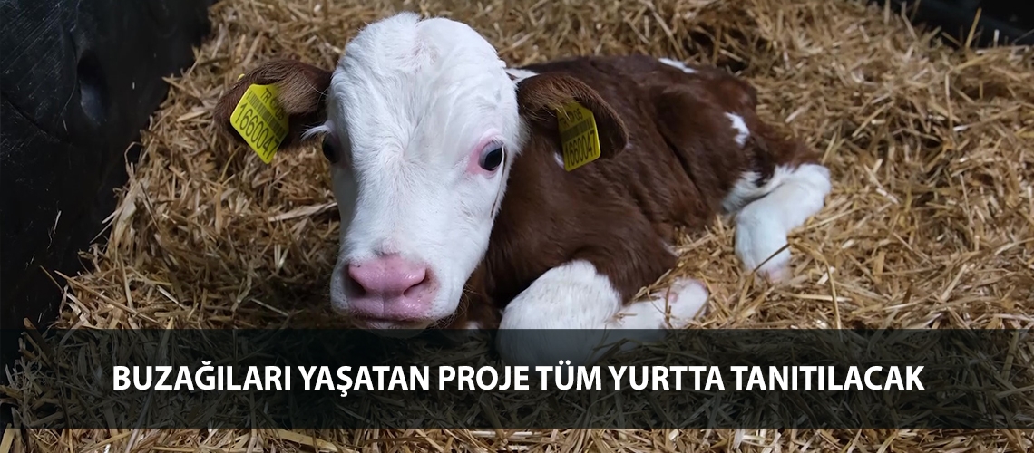 Buzağıları yaşatan proje tüm yurtta tanıtılacak