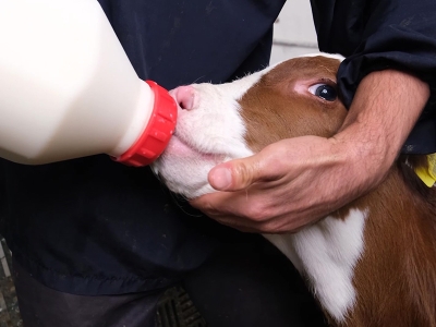 Buzağıları yaşatan proje tüm yurtta tanıtılacak