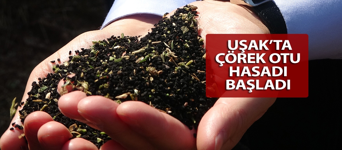 Uşak’ta çörek otu hasadı başladı