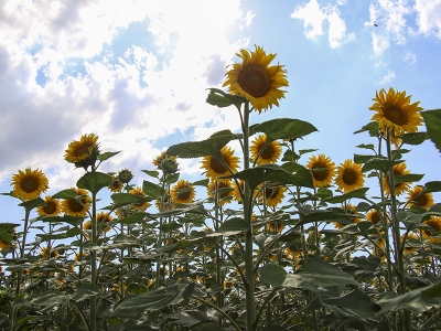 Uşak'ta ayçiçeği ekim alanı 34 bin 220 dekara ulaştı