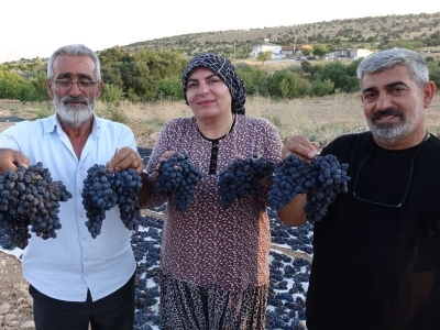 Bin rakımda yetişen üzümler dalında satılıyor