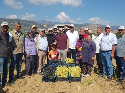 İslahiye Ovası'nda üzüm hasadı başladı