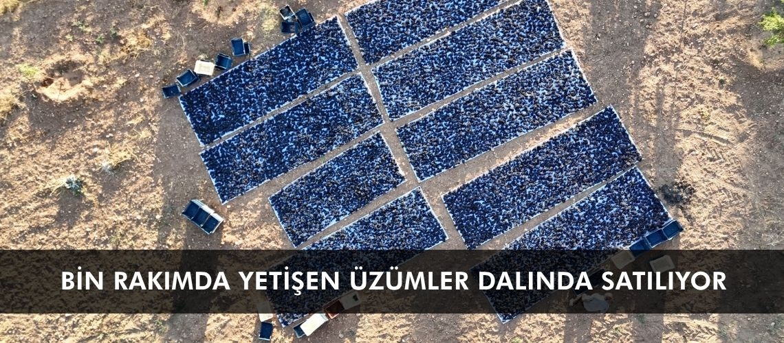 Bin rakımda yetişen üzümler dalında satılıyor