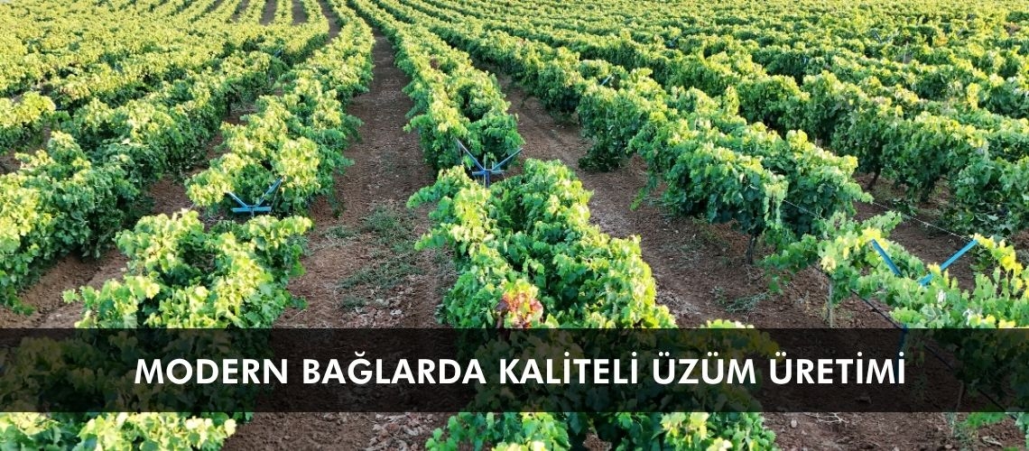 Modern bağlarda kaliteli üzüm üretimi