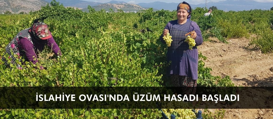 İslahiye Ovası'nda üzüm hasadı başladı