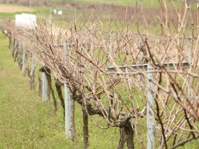 Enstitüde geliştirilen 