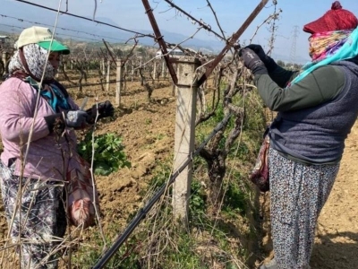 Alaşehir'de bağlar yeni sezona hazırlanıyor
