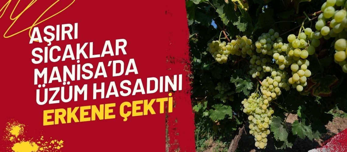 Aşırı sıcaklar Manisa’da üzüm hasadını erkene çekti