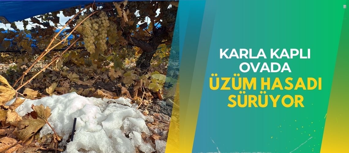 Karla kaplı ovada üzüm hasadı sürüyor