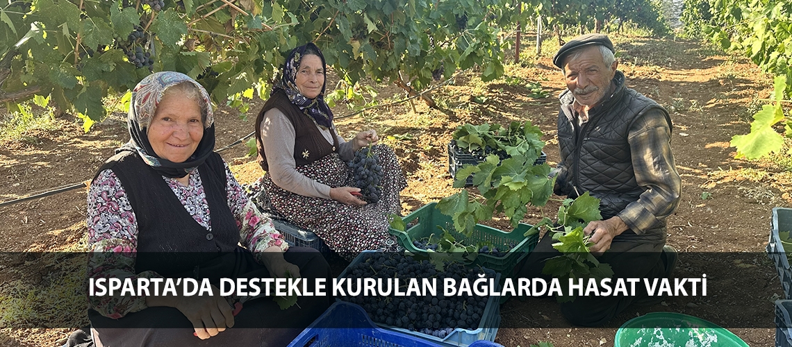 Isparta’da destekle kurulan bağlarda hasat vakti