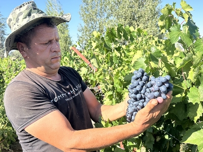 Isparta’da destekle kurulan bağlarda hasat vakti