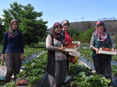 Bu çilek kadınlara ekmek kapısı oldu