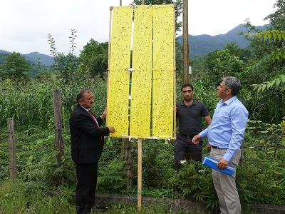 Vampir kelebeklerle sarı ışıklı mücadele