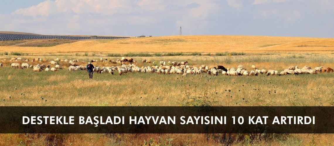 Destekle başladı hayvan sayısını 10 kat artırdı