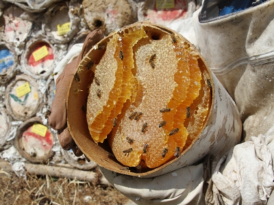 Van’ın Karakovan balına yoğun ilgi