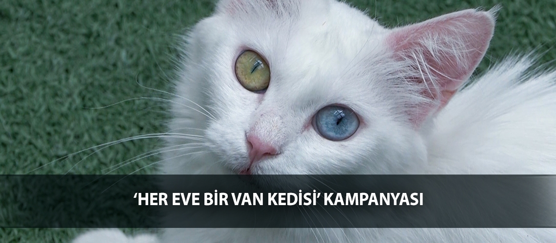 ‘Her eve bir Van kedisi’ kampanyası