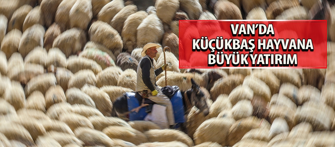 Van’da küçükbaş hayvana büyük yatırım