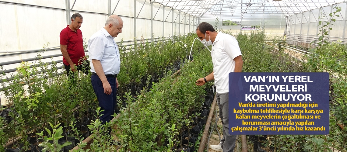 Van’ın yerel meyveleri korunuyor