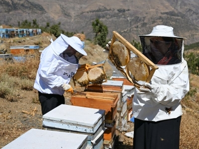 Destekler arıcılık sektörünü büyütüyor