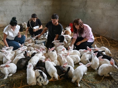 Genç girişimci Van’da Yeni Zelanda tavşanı yetiştiriyor