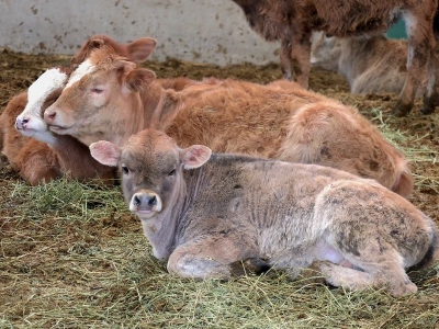 Düveler “Kırsalda Bereket” için yetiştiriliyor