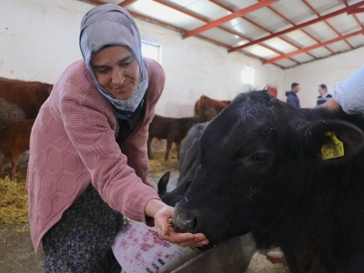 Kadın çiftçi 5 ayda hayvan sayısını ikiye katladı