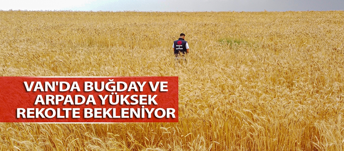 Van'da buğday ve arpada yüksek rekolte bekleniyor