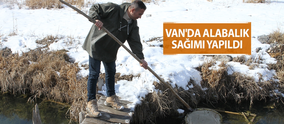 Van'da alabalık sağımı yapıldı